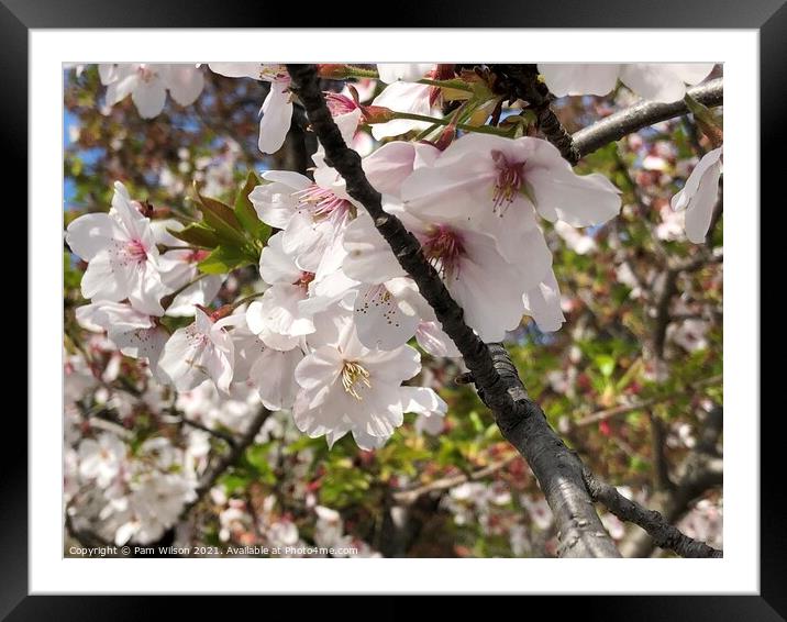 Japanese Cherry Blossom Framed Mounted Print by Pam Wilson
