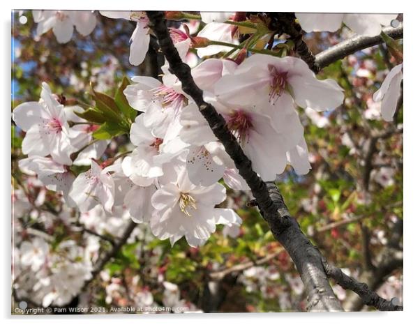 Japanese Cherry Blossom Acrylic by Pam Wilson