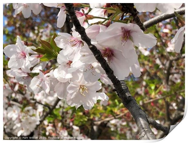 Japanese Cherry Blossom Print by Pam Wilson