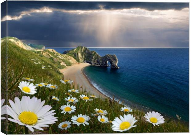 The Daisies of Durdle Door Canvas Print by David Neighbour