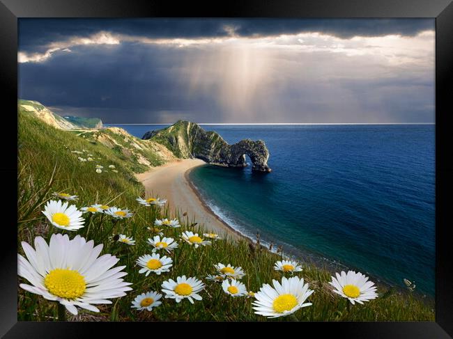 The Daisies of Durdle Door Framed Print by David Neighbour