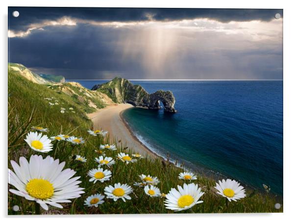 The Daisies of Durdle Door Acrylic by David Neighbour