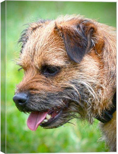 Adorable Border Terrier Your Loyal Companion Canvas Print by graham young