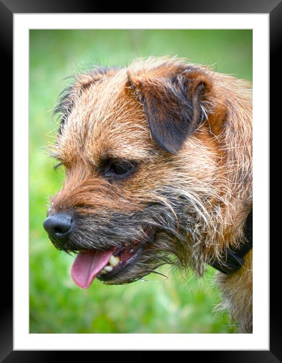 Adorable Border Terrier Your Loyal Companion Framed Mounted Print by graham young