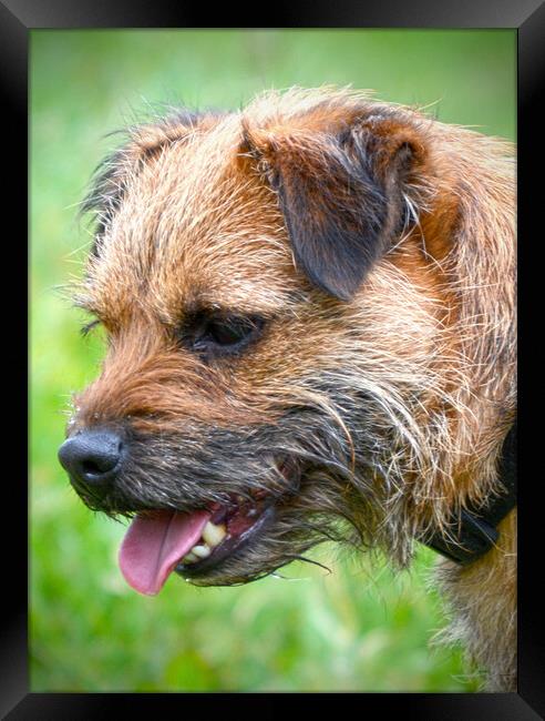 Adorable Border Terrier Your Loyal Companion Framed Print by graham young