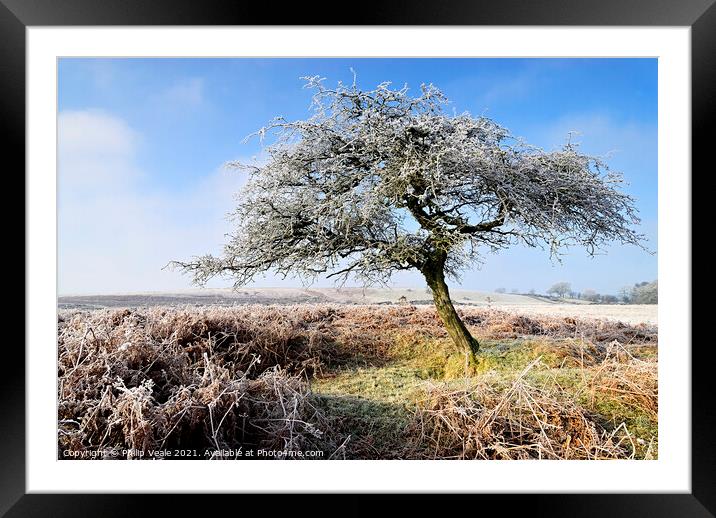 Dawn's Frost Kissed Tree. Framed Mounted Print by Philip Veale