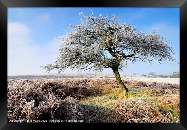 Dawn's Frost Kissed Tree. Framed Print by Philip Veale