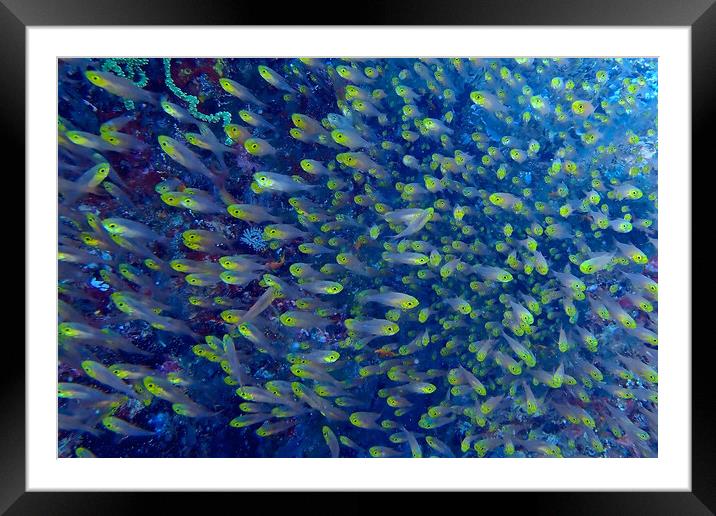 Yellow fish underwater diving in Maldives Framed Mounted Print by mark humpage