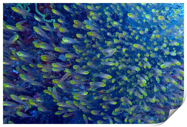 Yellow fish underwater diving in Maldives Print by mark humpage