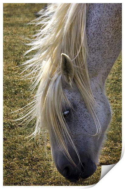 Redwings. Grazing On A Sunny Afternoon Print by Darren Burroughs