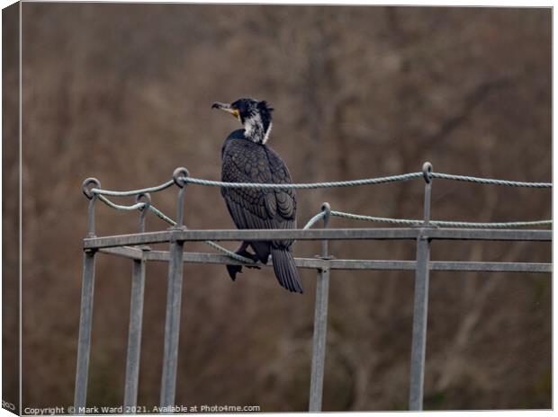 Cormorant, watching and waiting. Canvas Print by Mark Ward