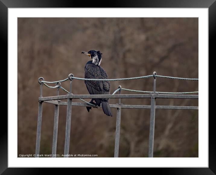 Cormorant, watching and waiting. Framed Mounted Print by Mark Ward