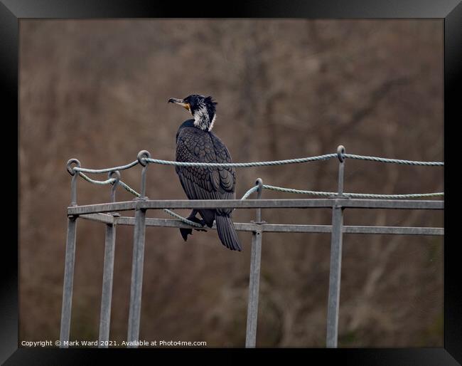 Cormorant, watching and waiting. Framed Print by Mark Ward