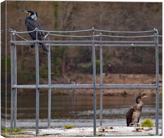 Two Cormorants maintaining Social Distancing. Canvas Print by Mark Ward
