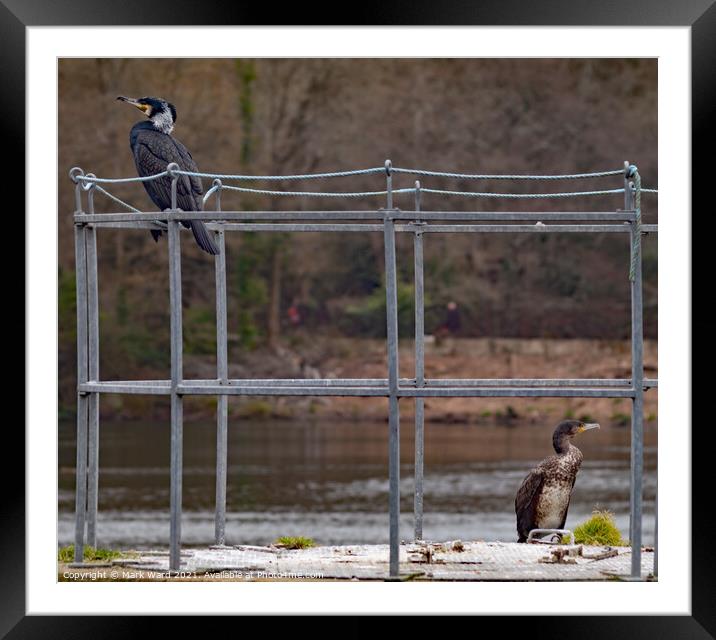 Two Cormorants maintaining Social Distancing. Framed Mounted Print by Mark Ward