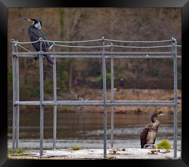 Two Cormorants maintaining Social Distancing. Framed Print by Mark Ward