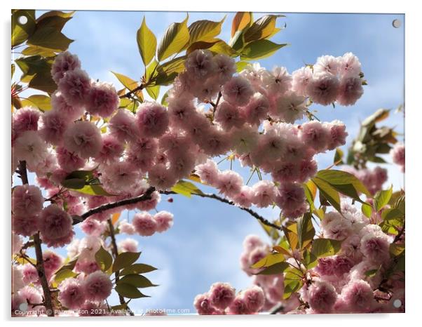 Japanese Cherry Blossom against the blue sky Acrylic by Pam Wilson