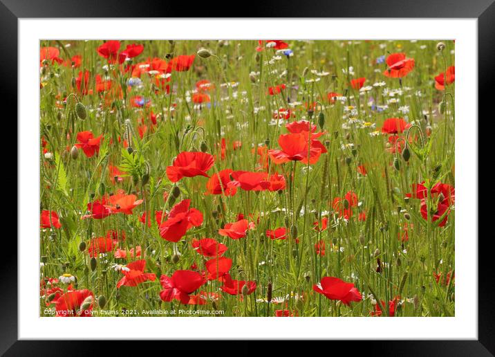 Poppy field Framed Mounted Print by Glyn Evans