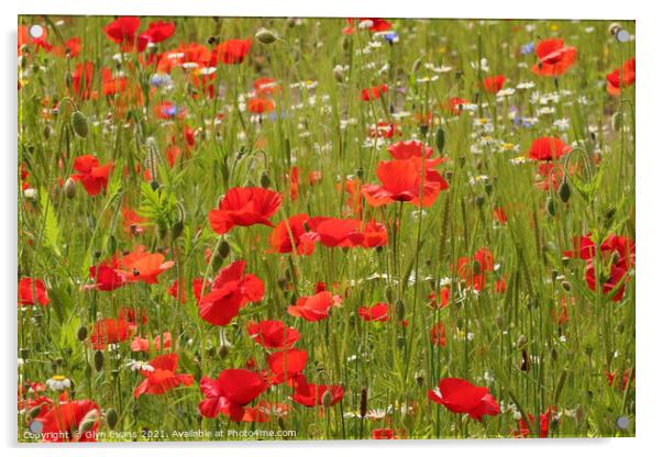 Poppy field Acrylic by Glyn Evans
