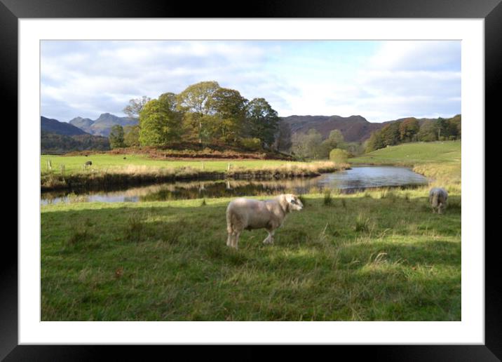 A Lonely Sheep in the Lake District Framed Mounted Print by John Bridge