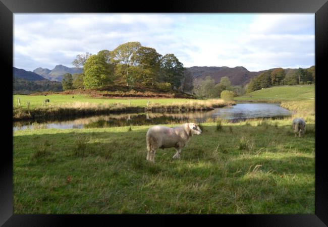 A Lonely Sheep in the Lake District Framed Print by John Bridge