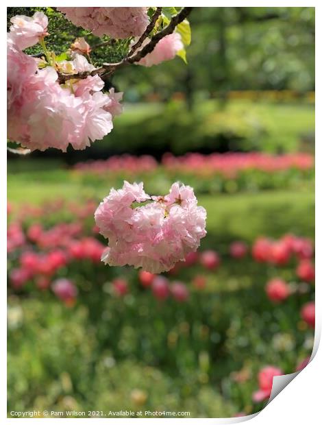 Japanese Cherry Blossom Print by Pam Wilson
