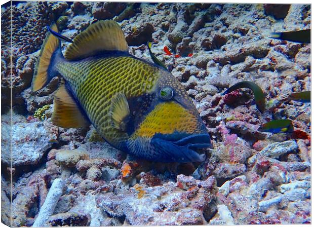 Parrot fish underwater diving in Maldives Canvas Print by mark humpage