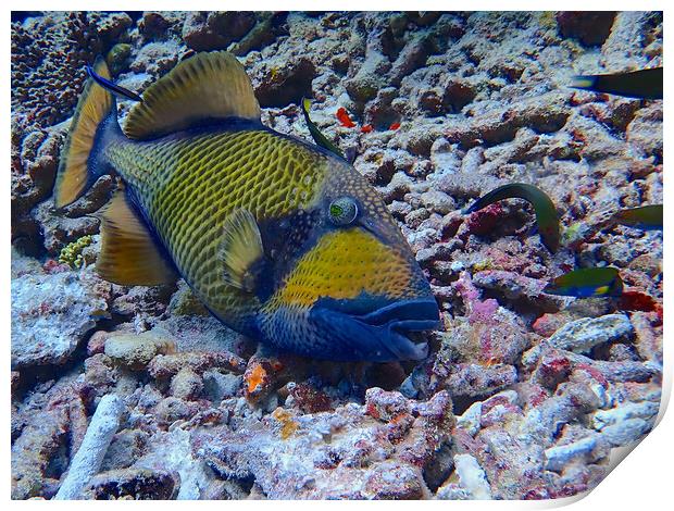 Parrot fish underwater diving in Maldives Print by mark humpage