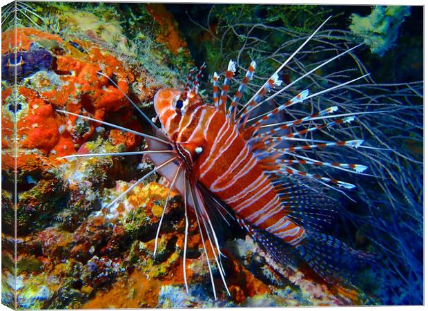 Colourful Lion fish underwater diving in Maldives Canvas Print by mark humpage