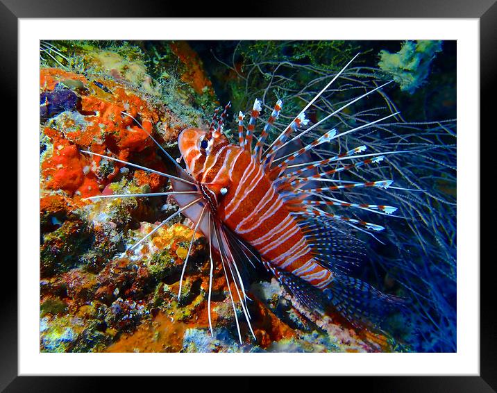 Colourful Lion fish underwater diving in Maldives Framed Mounted Print by mark humpage