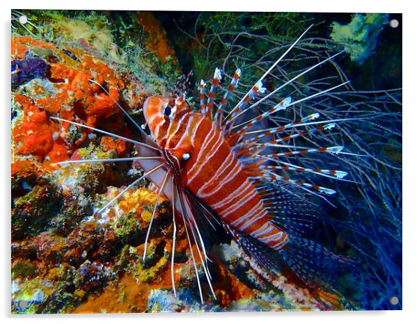 Colourful Lion fish underwater diving in Maldives Acrylic by mark humpage