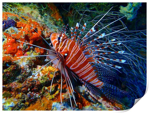 Colourful Lion fish underwater diving in Maldives Print by mark humpage