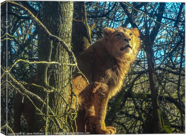 Lion up a Tree Canvas Print by Jane Metters