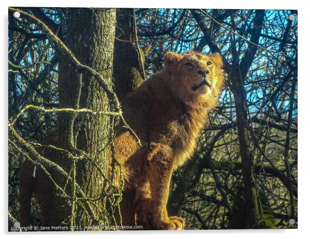 Lion up a Tree Acrylic by Jane Metters