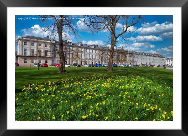 A display of spring daffodils, Rose Terrace, North Framed Mounted Print by Navin Mistry