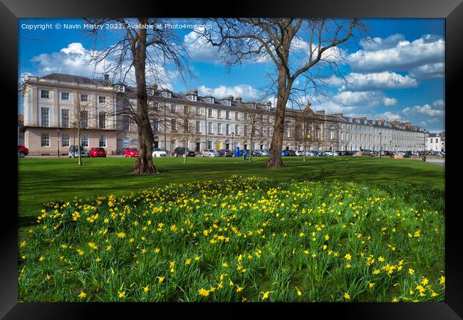 A display of spring daffodils, Rose Terrace, North Framed Print by Navin Mistry