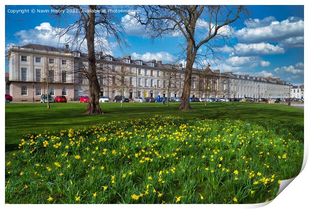 A display of spring daffodils, Rose Terrace, North Print by Navin Mistry