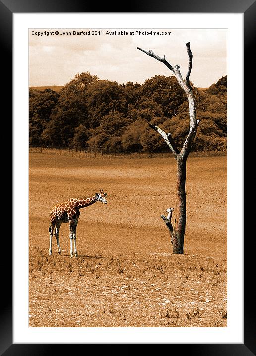 Giraffe 2 Framed Mounted Print by John Basford