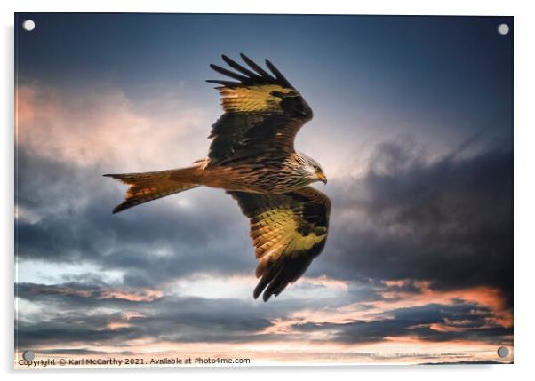Red kite Hunting Acrylic by Karl McCarthy