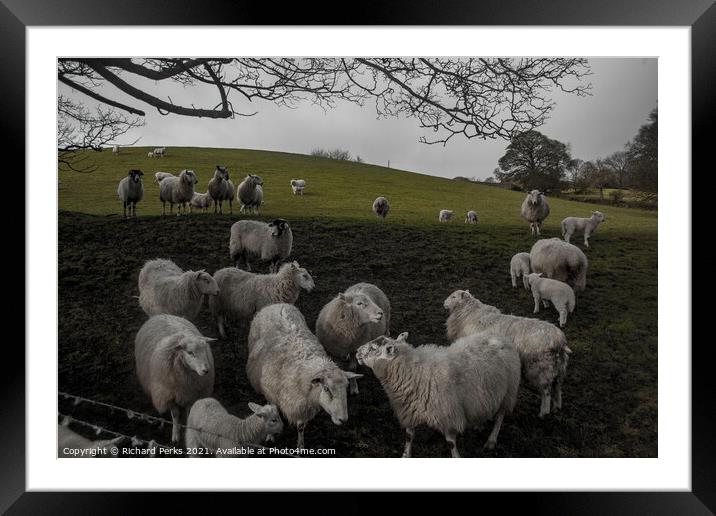 Who said "MINT SAUCE" Framed Mounted Print by Richard Perks