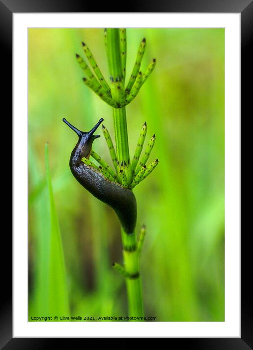 Slug Framed Mounted Print by Clive Wells