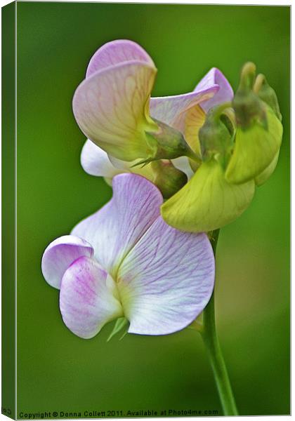 Wild Wood Vetch Canvas Print by Donna Collett