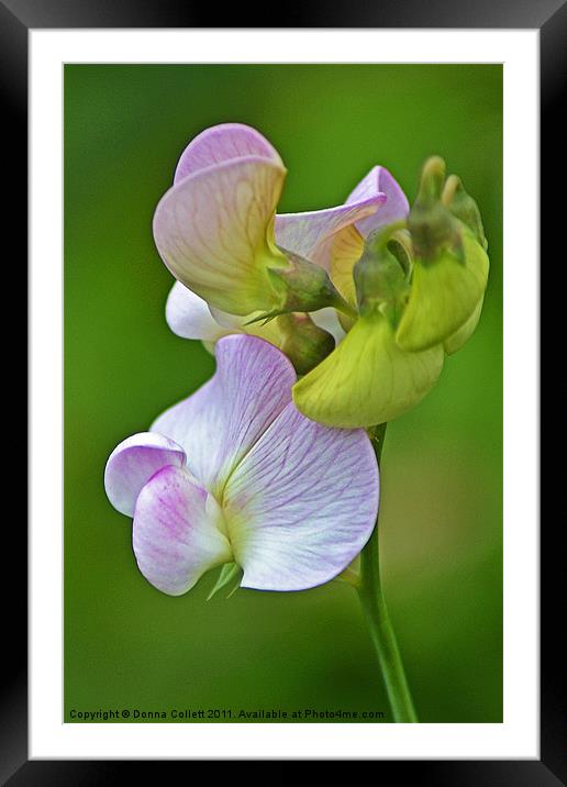Wild Wood Vetch Framed Mounted Print by Donna Collett