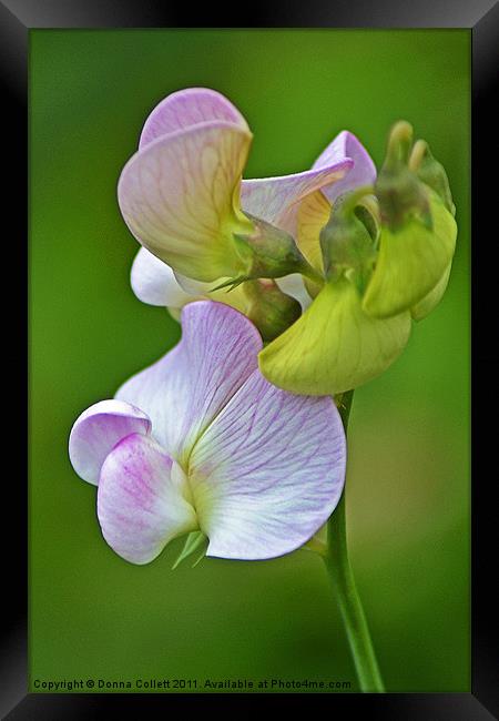 Wild Wood Vetch Framed Print by Donna Collett