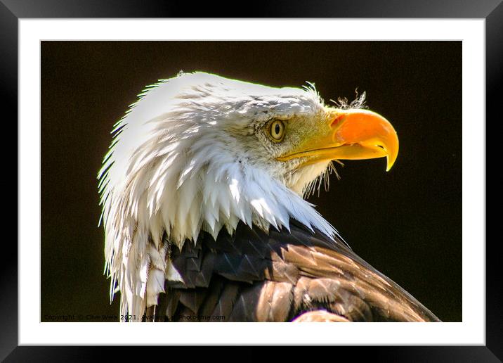 Head shot , Bald Eagle Framed Mounted Print by Clive Wells