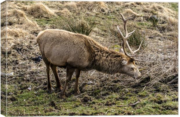 Wild stag Canvas Print by Clive Wells