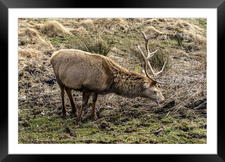 Wild stag Framed Mounted Print by Clive Wells