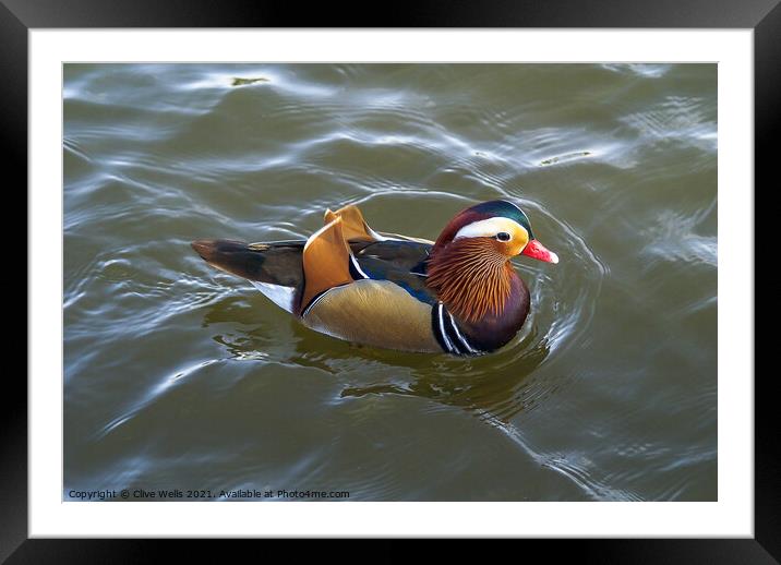 Mandarin duck Framed Mounted Print by Clive Wells