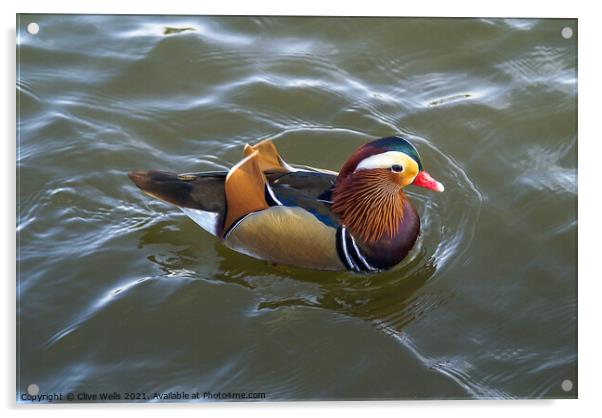 Mandarin duck Acrylic by Clive Wells