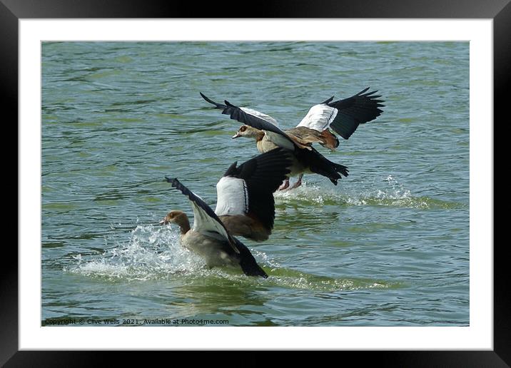 Egyptian geese Framed Mounted Print by Clive Wells